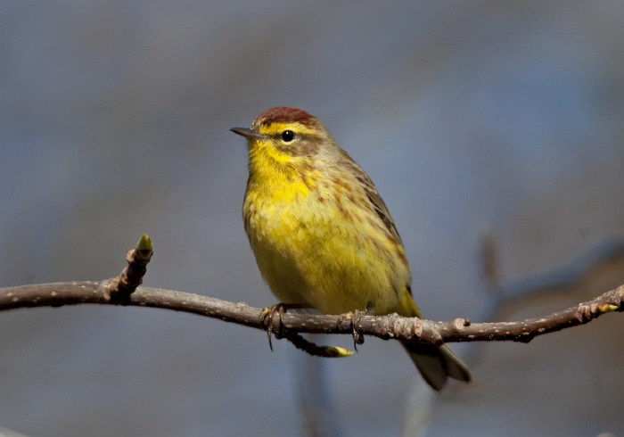 Setophaga palmarum Parulidae