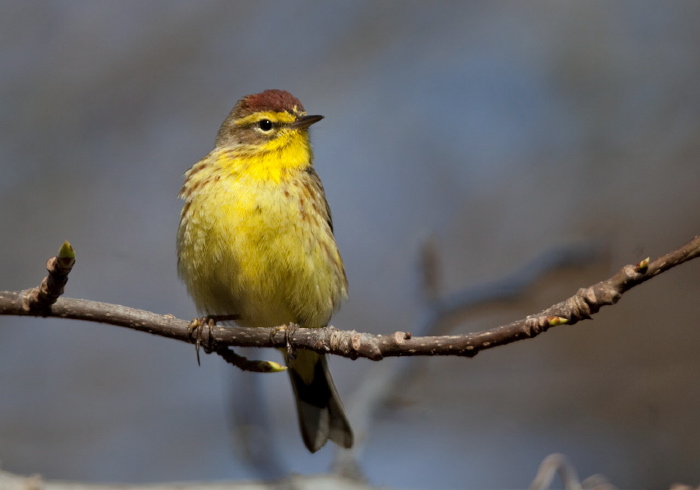 Setophaga palmarum Parulidae