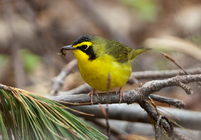 Oporornis formosus Parulidae