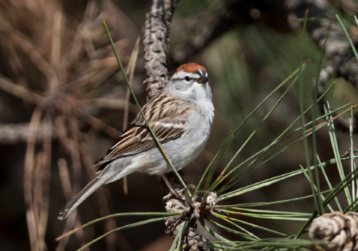 Spizella passerina Emberizidae