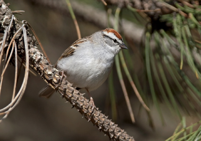 Spizella passerina Emberizidae