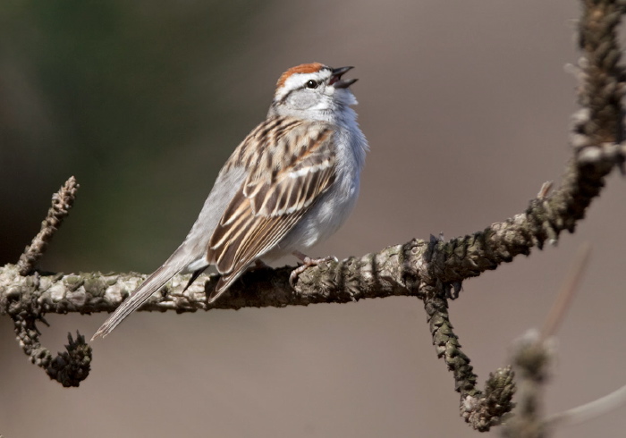 Spizella passerina Emberizidae