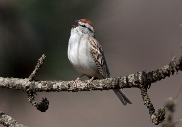 Spizella passerina Emberizidae