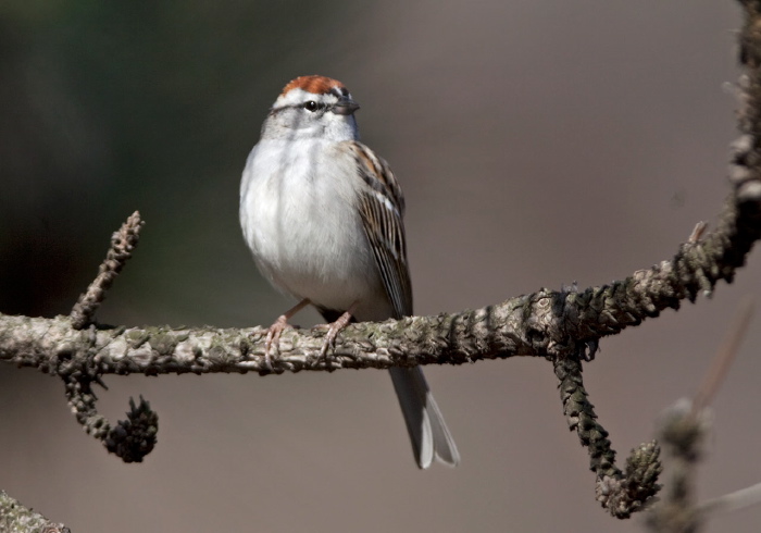 Spizella passerina Emberizidae