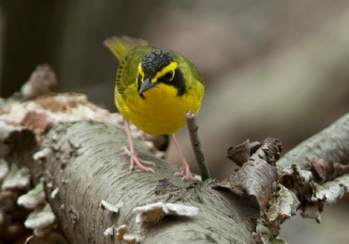 Oporornis formosus Parulidae