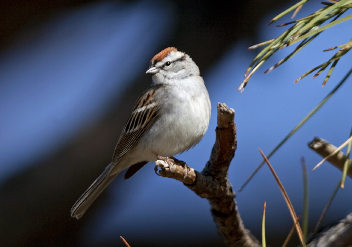 Spizella passerina Emberizidae