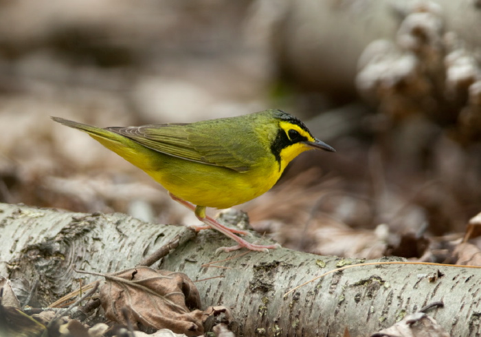 Oporornis formosus Parulidae