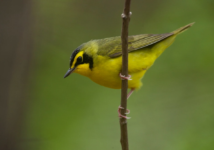 Oporornis formosus Parulidae