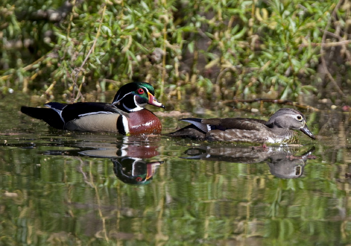 Aix sponsa Anatidae