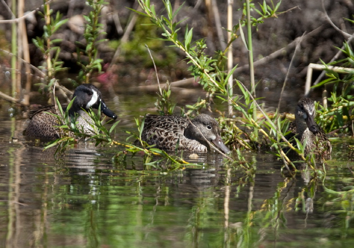 Anas discors Anatidae