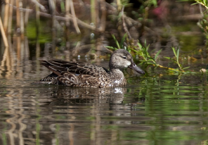 Anas discors Anatidae