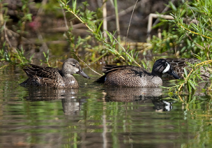 Anas discors Anatidae