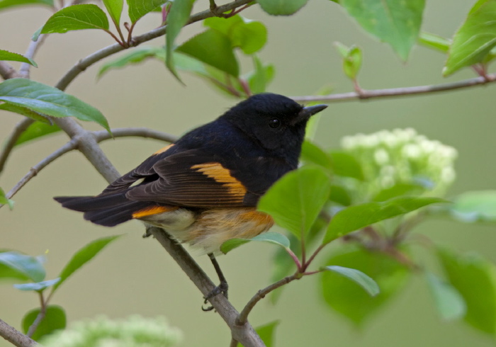 Setophaga ruticilla Parulidae