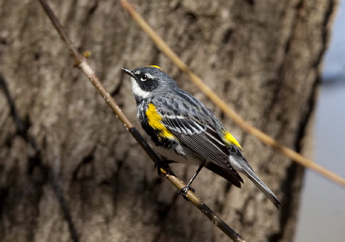 Setophaga coronata coronata Parulidae