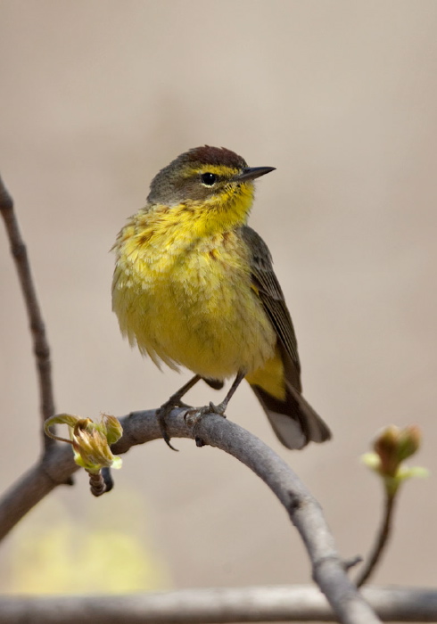 Setophaga palmarum Parulidae