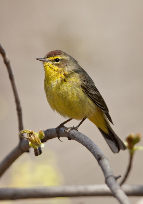 Setophaga palmarum Parulidae