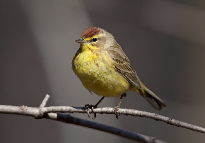 Setophaga palmarum Parulidae