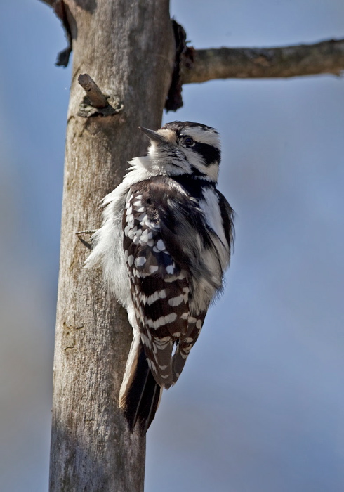 Picoides pubescens Picidae