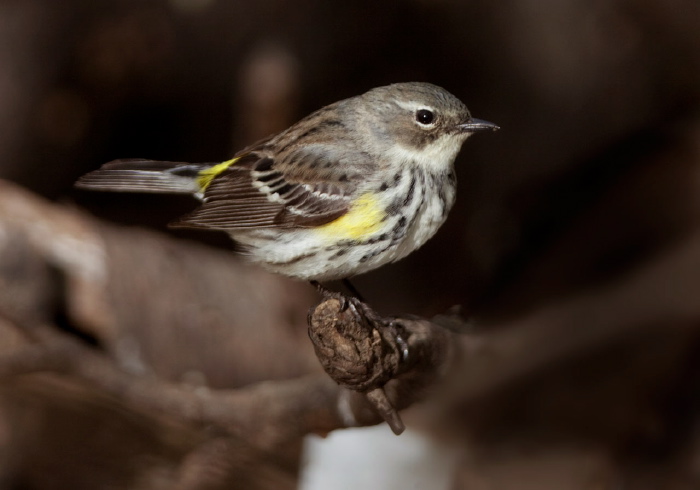 Setophaga coronata coronata Parulidae