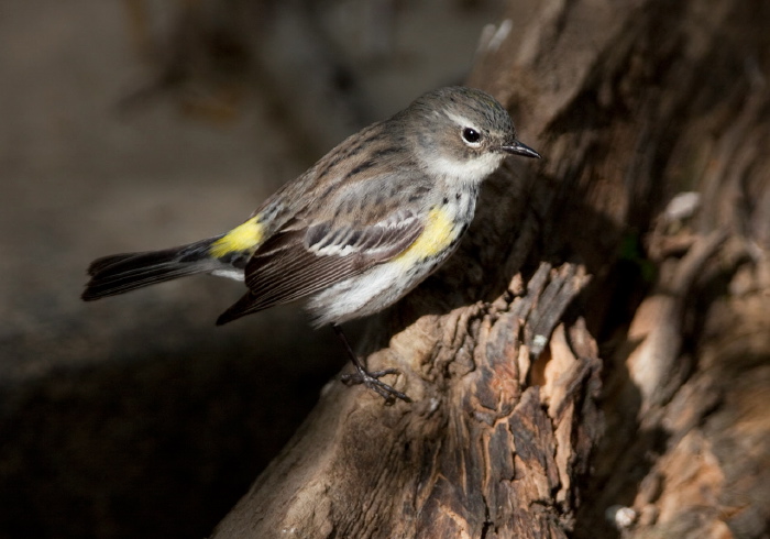 Setophaga coronata coronata Parulidae