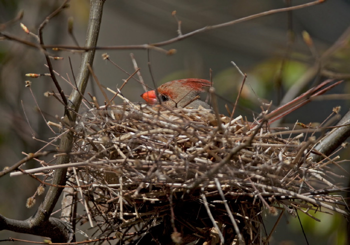 Cardinalis cardinalis Cardinalidae