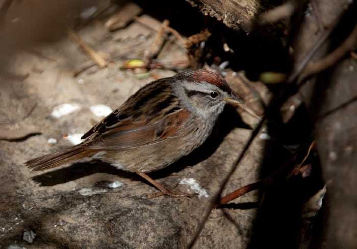 Melospiza georgiana Emberizidae