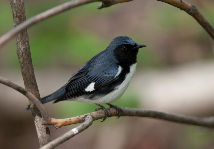 Setophaga caerulescens Parulidae