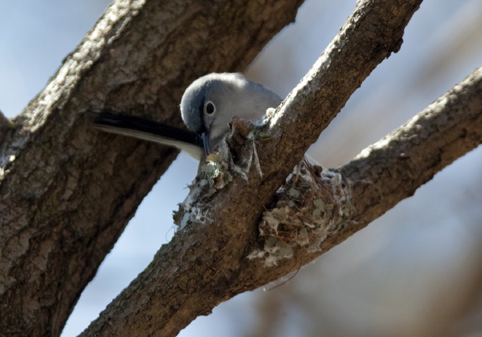 Polioptila caerulea Polioptilidae