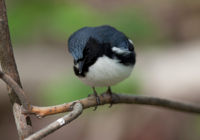 Setophaga caerulescens Parulidae