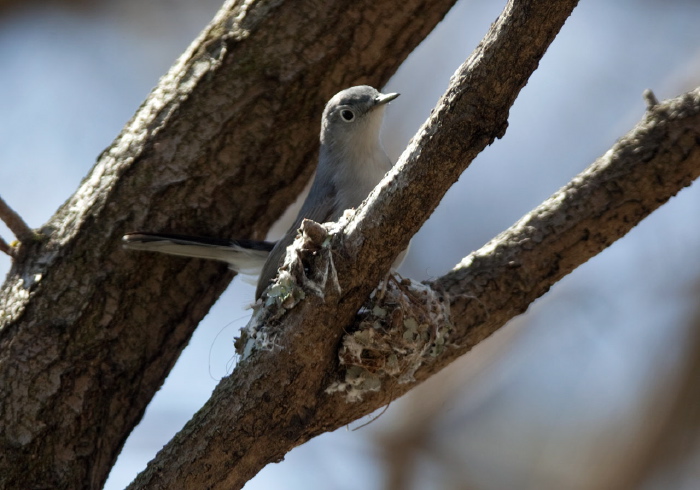 Polioptila caerulea Polioptilidae