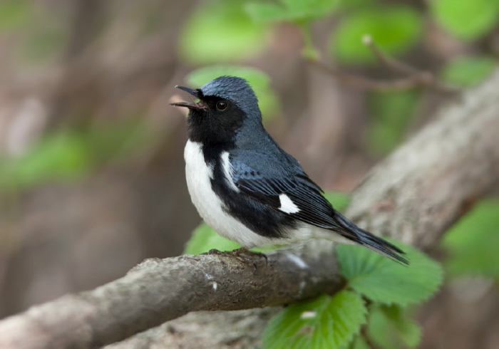 Setophaga caerulescens Parulidae