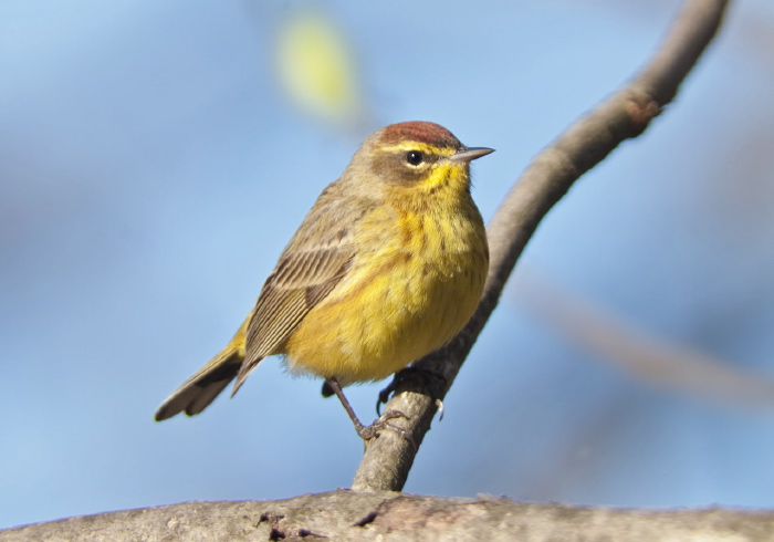 Setophaga palmarum Parulidae