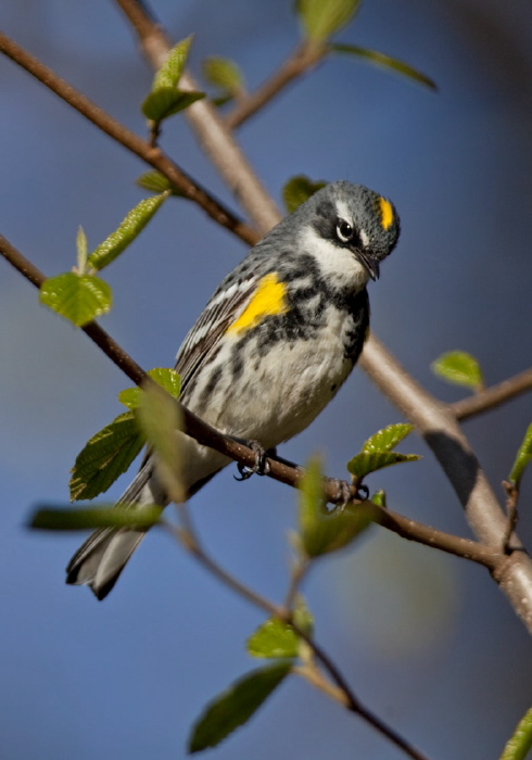 Setophaga coronata coronata Parulidae