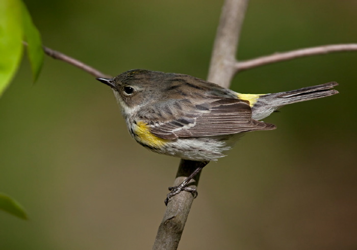 Setophaga coronata coronata Parulidae