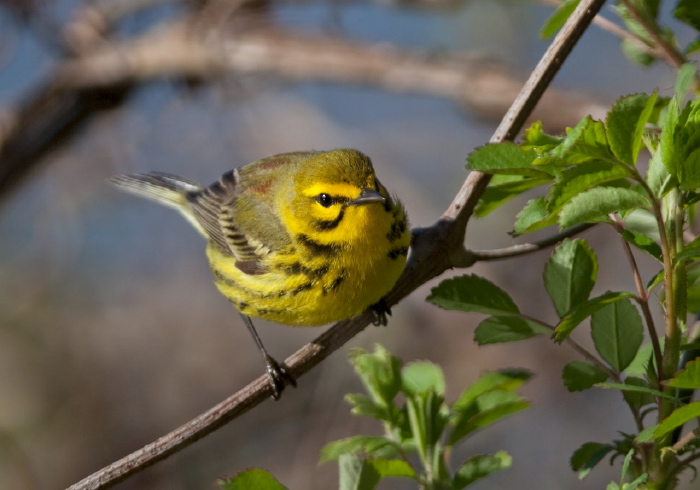 Setophaga discolor Parulidae