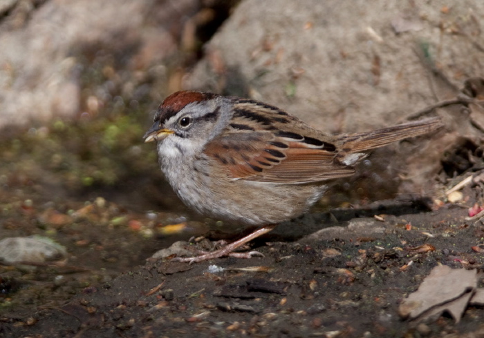 Melospiza georgiana Emberizidae