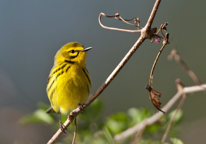 Setophaga discolor Parulidae