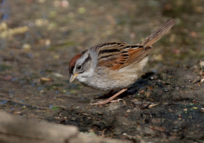 Melospiza georgiana Emberizidae