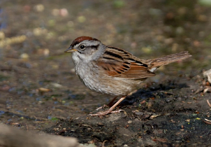 Melospiza georgiana Emberizidae