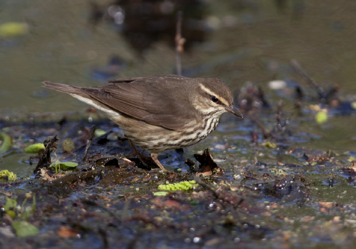 Parkesia noveboracensis Parulidae