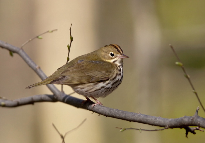 Seiurus aurocapillus Parulidae