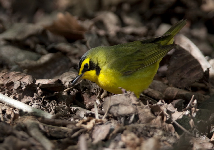 Oporornis formosus Parulidae