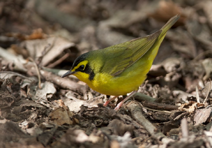 Oporornis formosus Parulidae