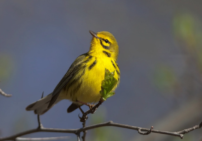 Setophaga discolor Parulidae