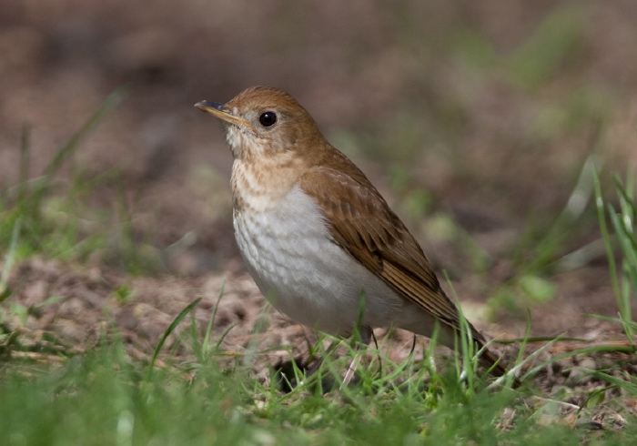 Catharus fuscescens Turdidae