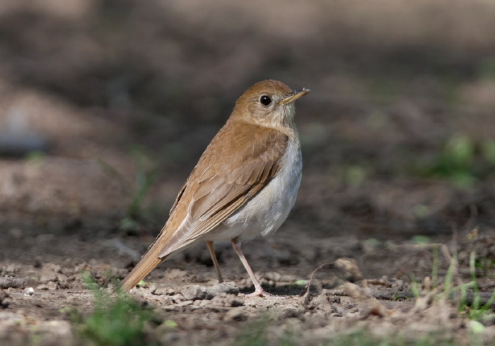 Catharus fuscescens Turdidae