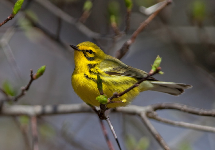 Setophaga discolor Parulidae