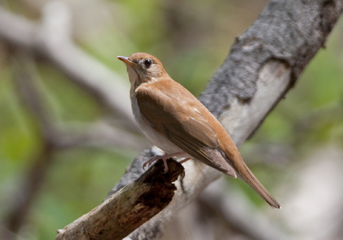 Catharus fuscescens Turdidae