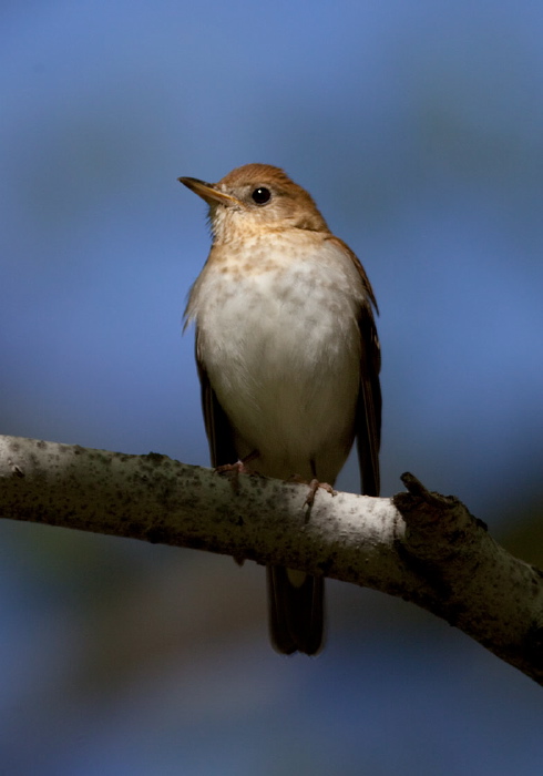 Catharus fuscescens Turdidae