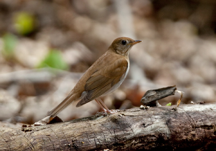 Catharus fuscescens Turdidae